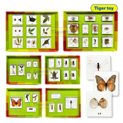 생태성장모형 6종