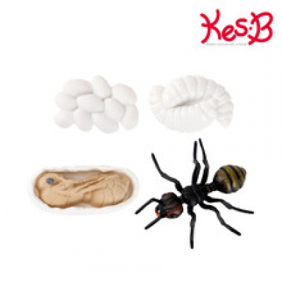 [캐스B] 네이처 성장과정피규어개미(2776)