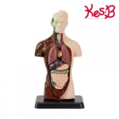 [캐스B]네이처 인체해부모형(2779)