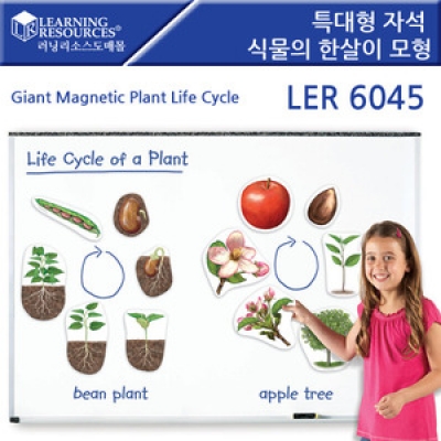 특대형 자석 식물의한살이모형 LER6045 [러닝리소스]